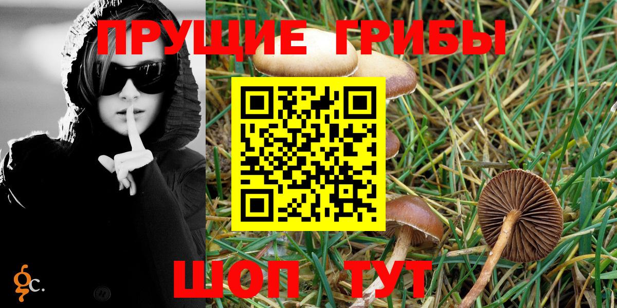 Псилоцибиновые грибы Psilocybe Кемерово